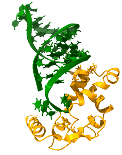Struktura kompleksu sRNA RocR z domeną FinO białka RocC z bakterii Legionella (PDB: 7RGU)