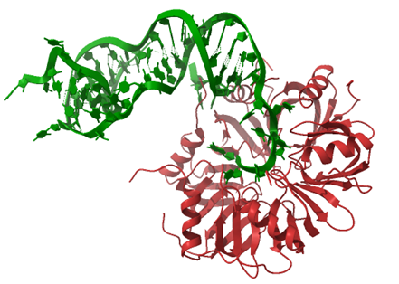 Oddziaływania cząsteczek RNA z białkiem Hfq (A) oraz z domeną FinO białka RocC (B).